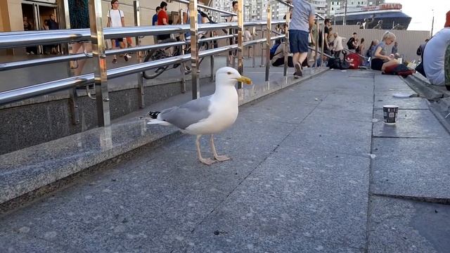 На Пионерской в гостях у знаменитой чайки. Она размером с кота. смотреть онлайн