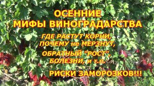 ОСЕННИЕ МИФЫ в ВИНОГРАДАРСТВЕ: КОРНИ ВЫМЕРЗАЮТ, ОБРАТНЫЙ "РОСТ" и т. д. РИСКИ ЗАМОРОЗКОВ