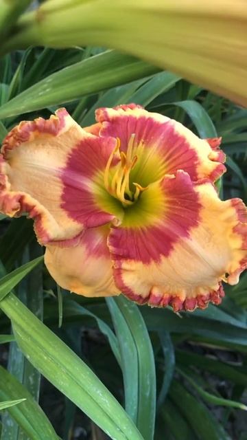 Daylily Rio Fiesta смотреть онлайн