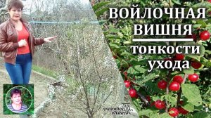 Войлочная вишня. Тонкости ухода.