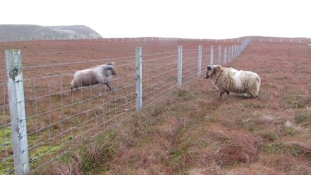 📹 Шетландские бараны смотреть онлайн