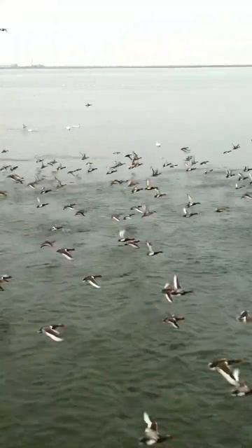 Утки Актау #shorts