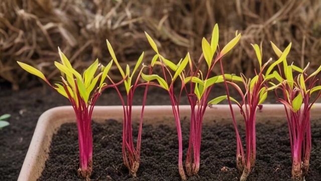 Глориоза - Уход за комнатными цветами смотреть онлайн