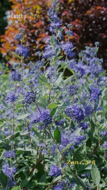 Top 5 Deer Resistant Plants of the Southern States 🌿🌷 // #short #shorts смотреть онлайн
