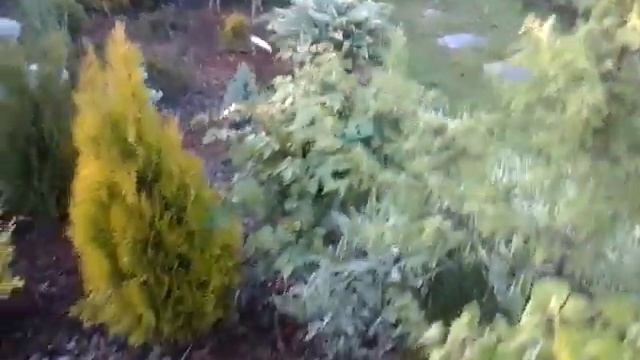 Розы канадки готовятся к цветению.Подкормки. смотреть онлайн