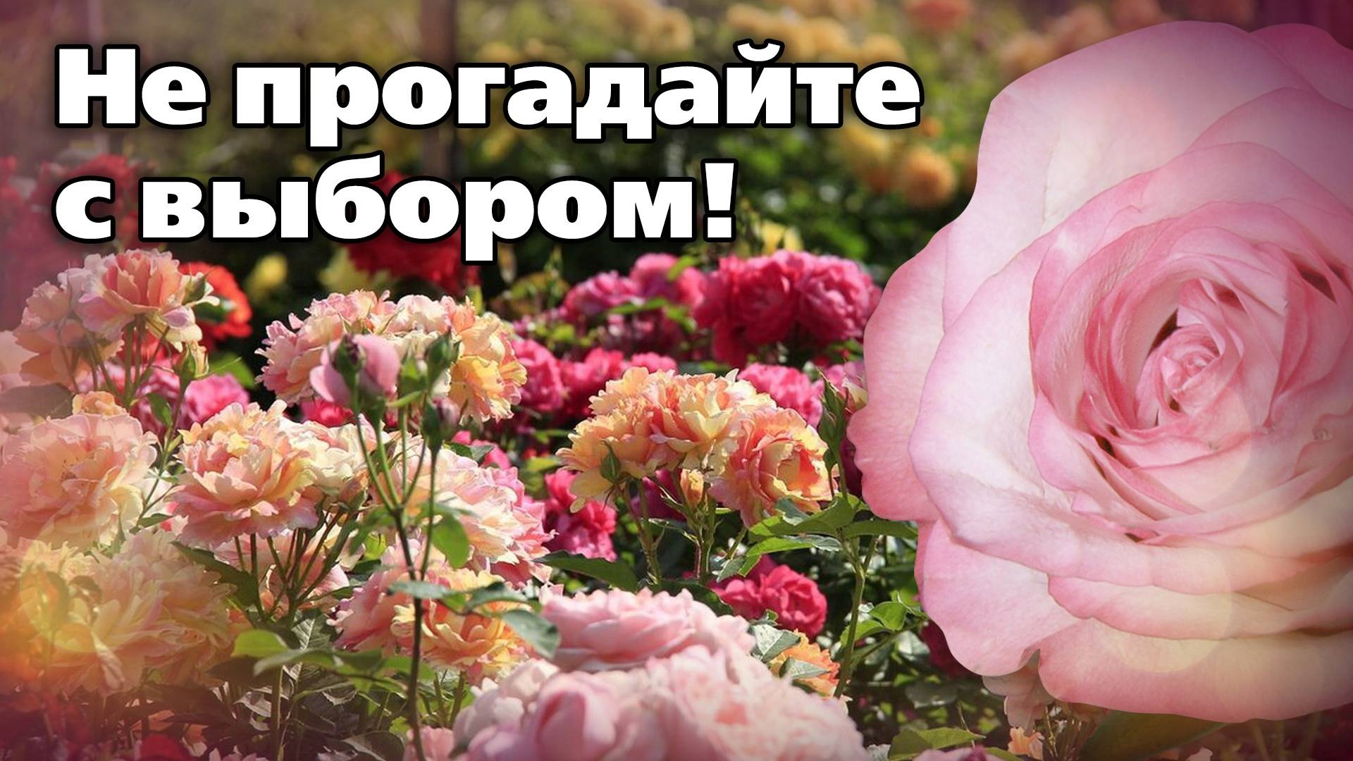 Выбираем розы. Советы специалиста смотреть онлайн