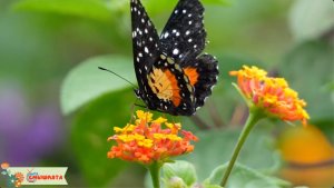 Изучаем НАСЕКОМЫХ - звуки и видео. Развивающие мультики для МАЛЫШЕЙ и ДЕТЕЙ 1,2,3,4,5,6 лет.