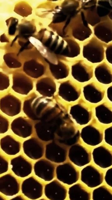 Пчёлы-трудяги  #shorts