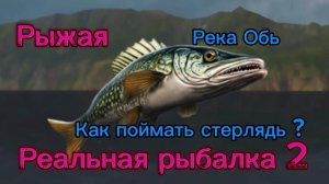 Реальная рыбалка 2. Как поймать стерлядь?