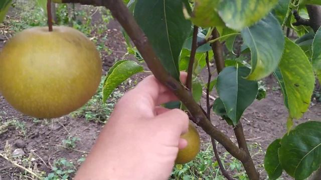 азійська груша Дан цу Лі смотреть онлайн