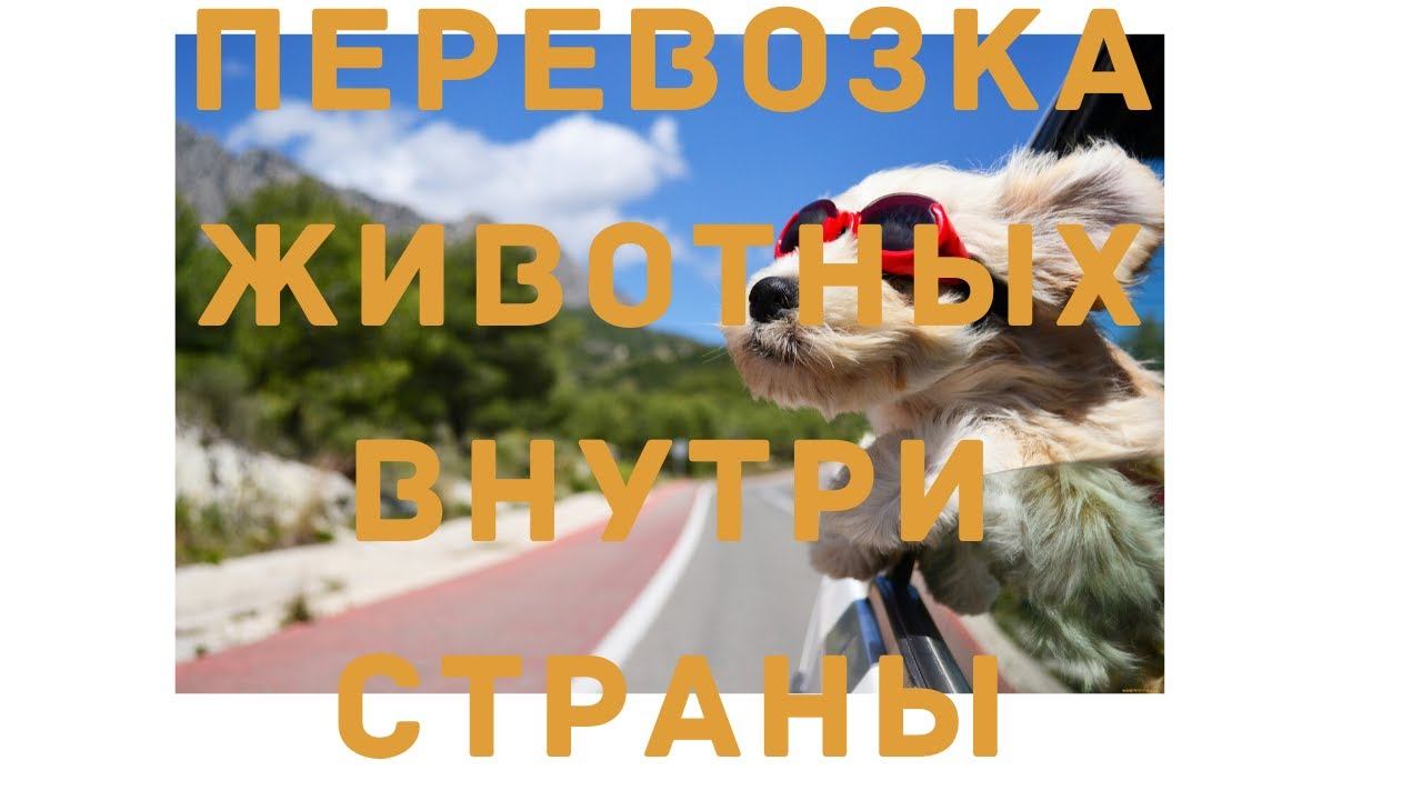 Транспортировка животных внутри страны смотреть онлайн