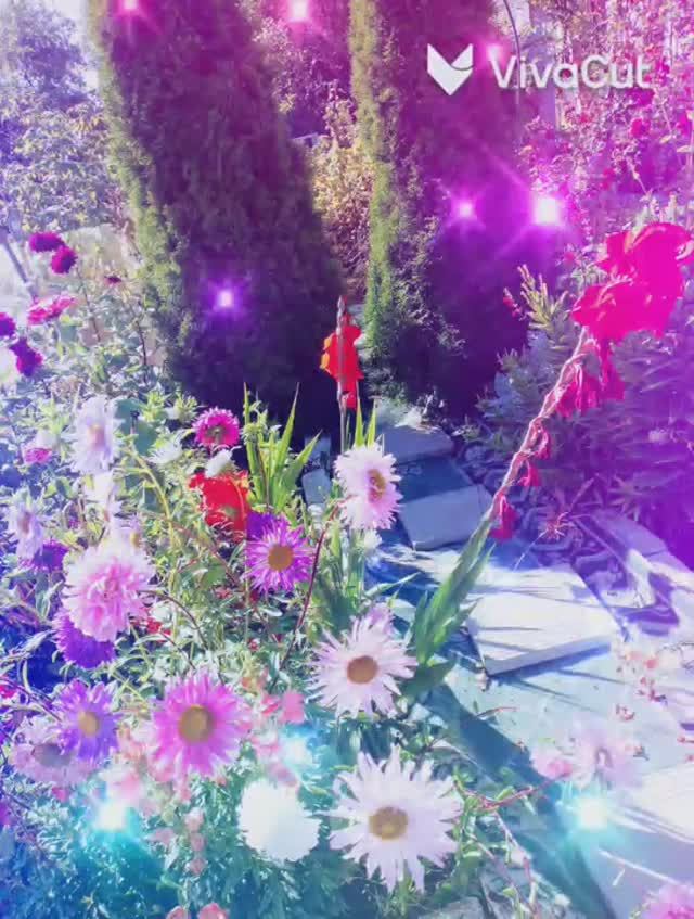 Цветы смотреть онлайн