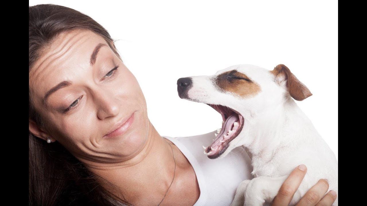 Почему у животных пахнет изо рта? смотреть онлайн