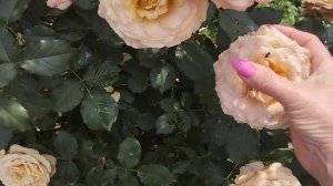 Голден Мустард роза необычного цвета