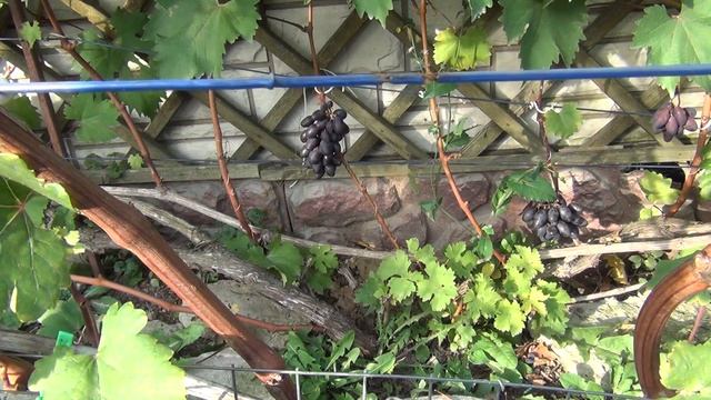 ВЛАГОЗАРЯДНЫЙ ПОЛИВ винограда. КОГДА и ГДЕ НУЖЕН? смотреть онлайн