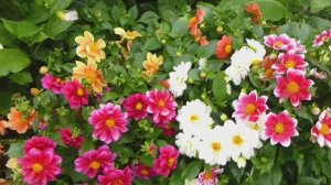 Веселые ребята! Это георгины!