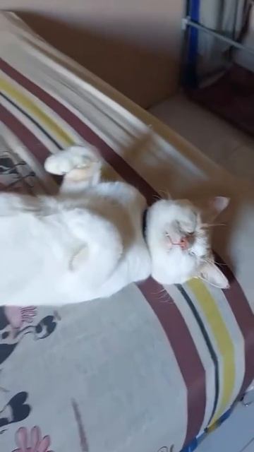 Как спят коты, смотреть онлайн