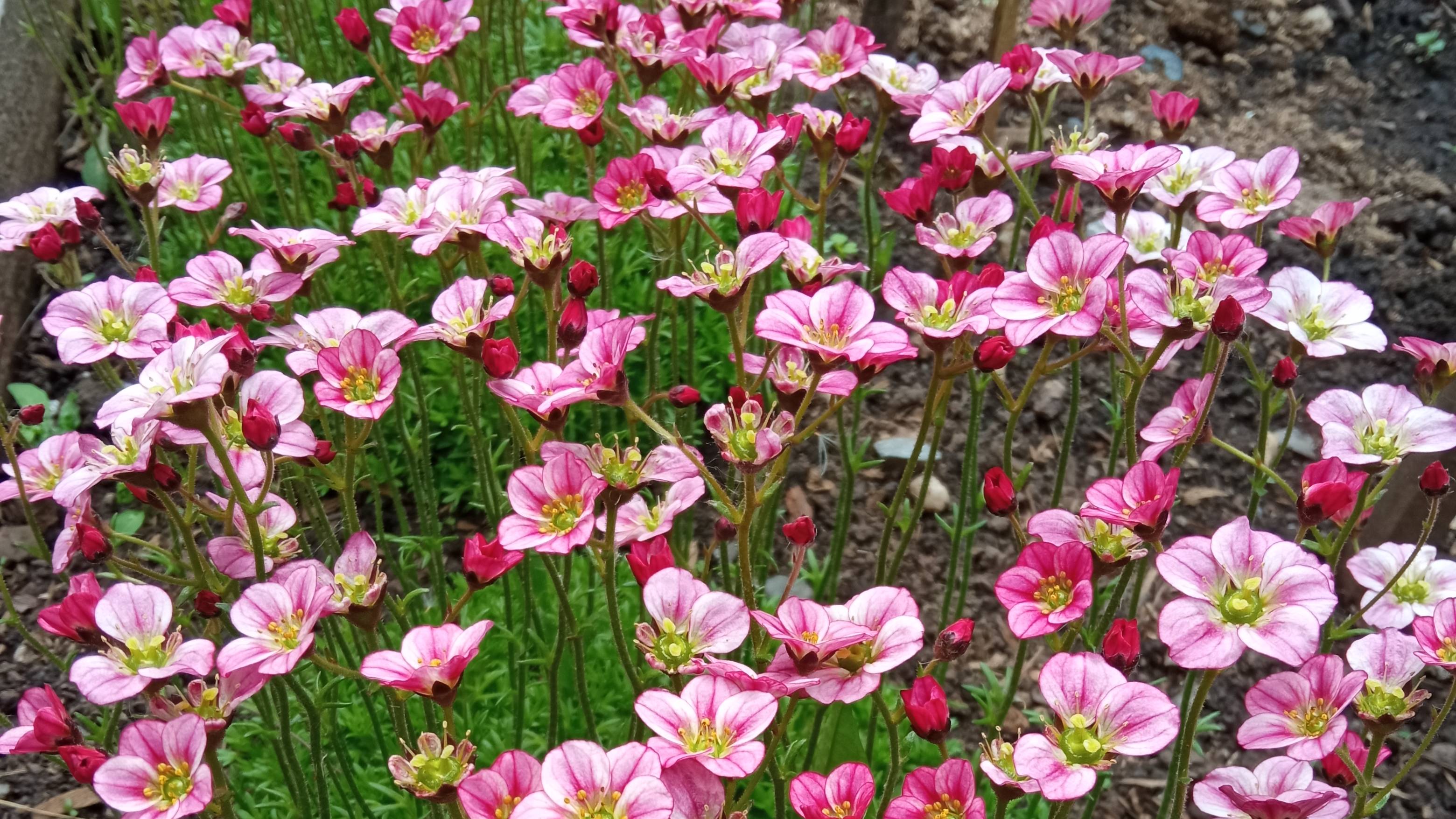 Сделайте, как я! Камнеломка после зимы. Совет, как сформировать и украсить свой сад смотреть онлайн