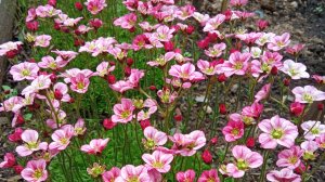 Сделайте, как я! Камнеломка после зимы. Совет, как сформировать и украсить свой сад