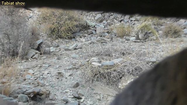 Шикори Кабк Keklik avi Охота на куропаток Partridge hunting Kabk shikar شکار کبک Chukar avi смотреть онлайн