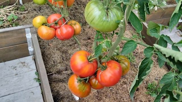 Томат Бычье сердце. Тот самый вкус!