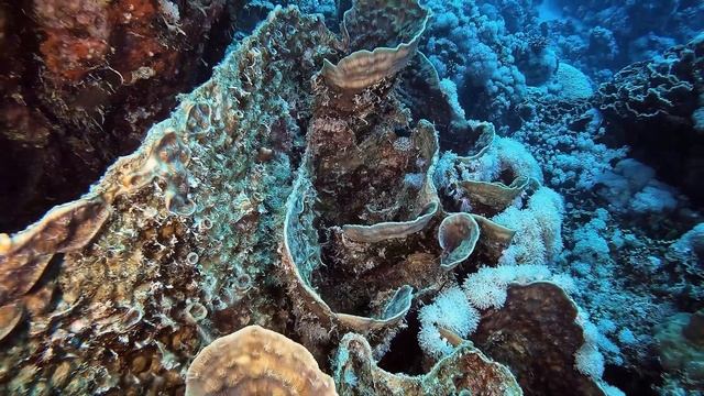 LES CAVES DU RECIF SUD MARSA GABEL EL ROSAS смотреть онлайн