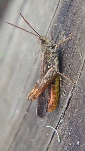 Как они это делают: Обыкновенный конёк смотреть онлайн