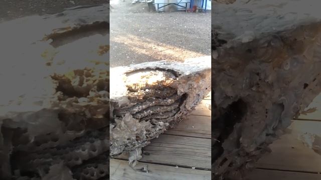 гнёзда шершней смотреть онлайн