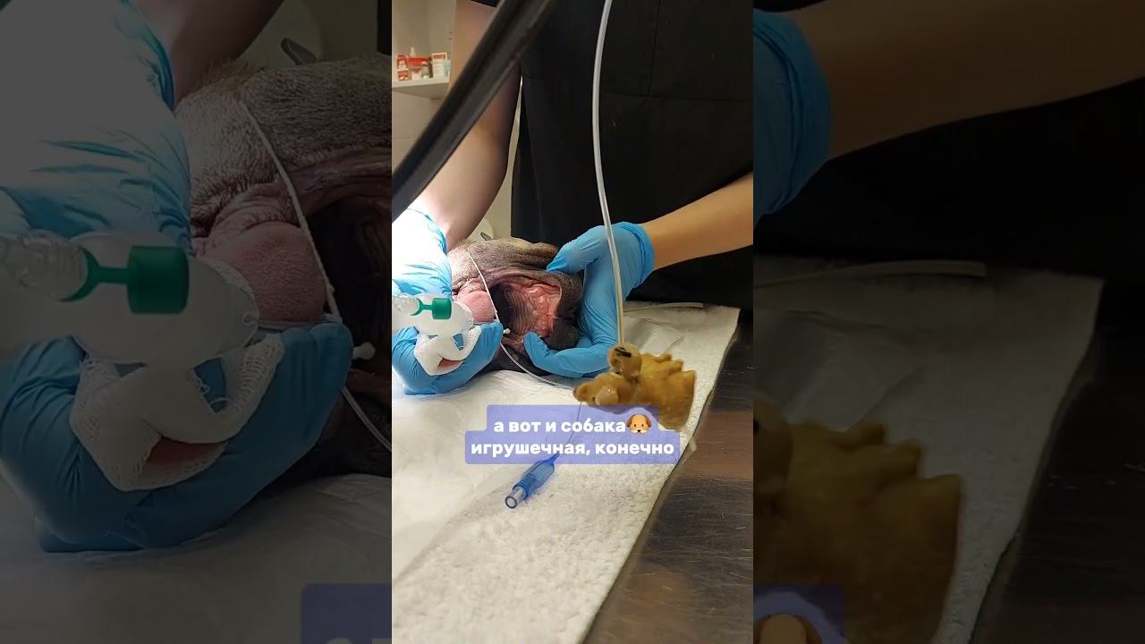 Гастроскопия собаке (извлечение инородного тела) смотреть онлайн