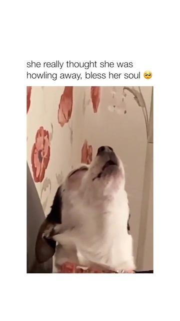 Little dog's silent howl смотреть онлайн