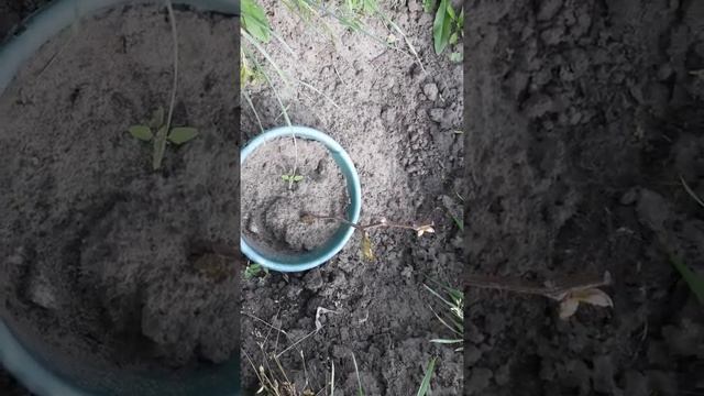 Работы на винограднике в мае 2019 смотреть онлайн