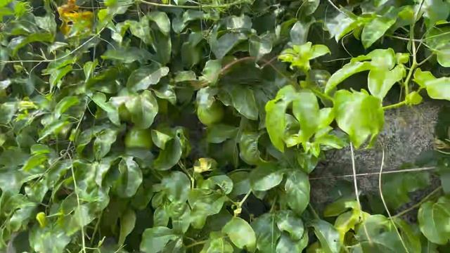 Green land farm house | Valparai hill station | emu | Tata punch| Adventure| Indian giant squirrel смотреть онлайн