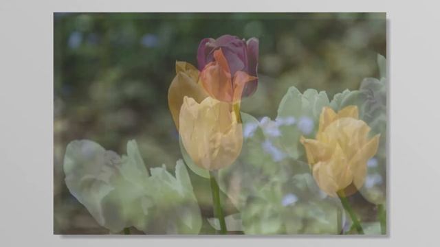 Spring flowers near my home смотреть онлайн