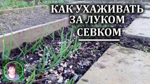 Уход за луком севком весной. Агротехника, подкормки, вредители лука