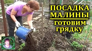 Чем заправить грядку под посадку малины. Сделаем это вместе с вами