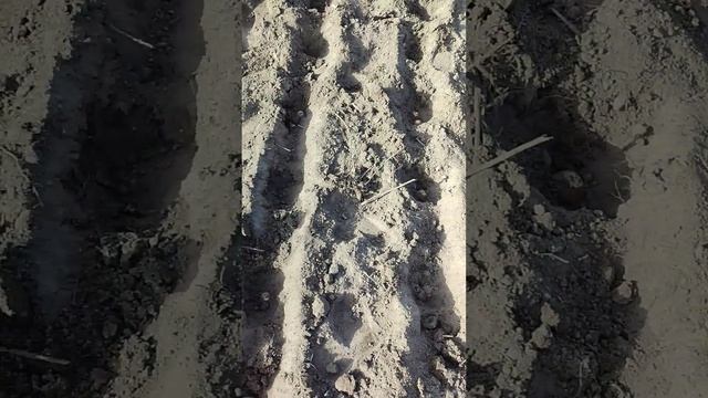 Посадка топинамбура весной. смотреть онлайн