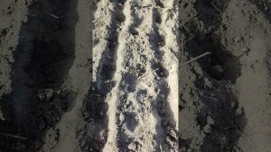 Посадка топинамбура весной.