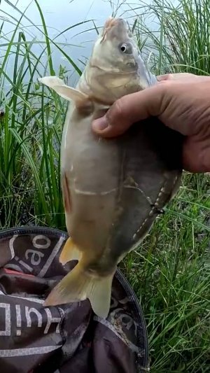 Ловля методом херабуна на Кавказе