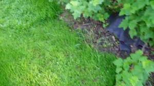 Три дня не был на даче