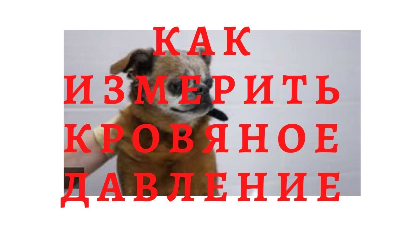 Как измерить кровяное давление у кошки или собаки смотреть онлайн