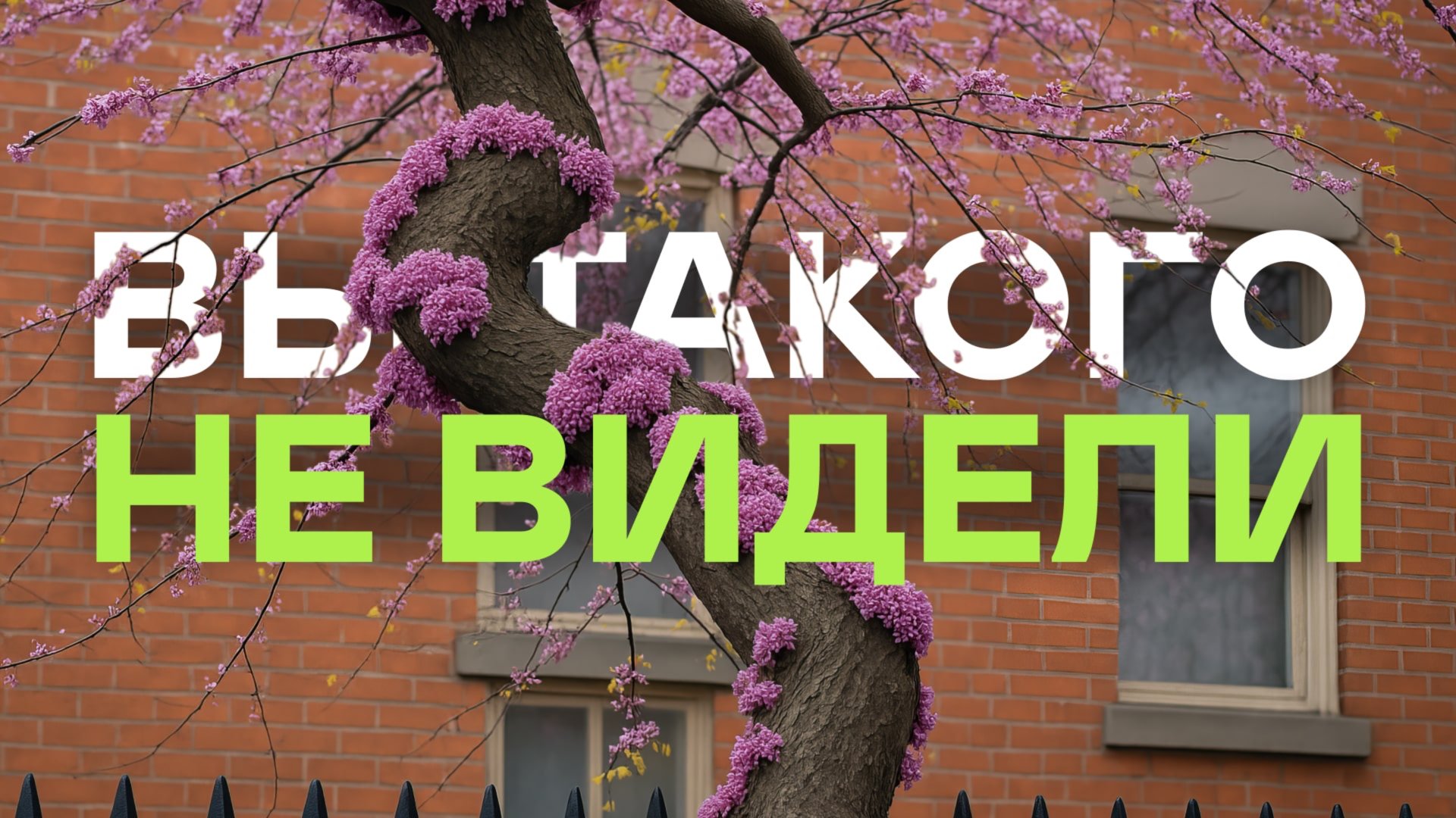 Никто Не Сажает Эти Кустарники (а зря)! Просто Посмотрите Как Они Цветут смотреть онлайн