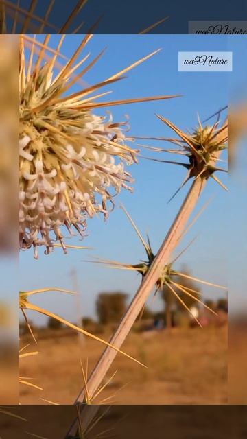 what about it????? @wenature6640 смотреть онлайн