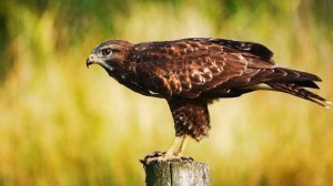 Звук ястреба