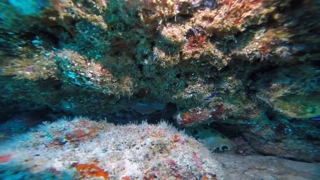 Cleaner Wrasse and Bluestripe Pipefish смотреть онлайн