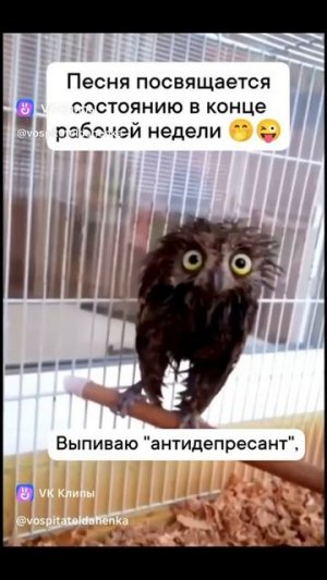 Светит биполярная звезда..