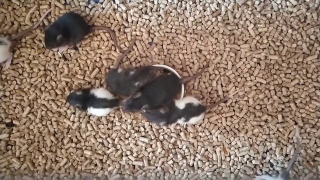 Малыши. Семья крысок. 🤗🥰🐀🐁🐭 смотреть онлайн