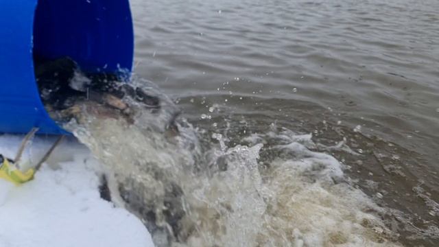 Запуск форели смотреть онлайн