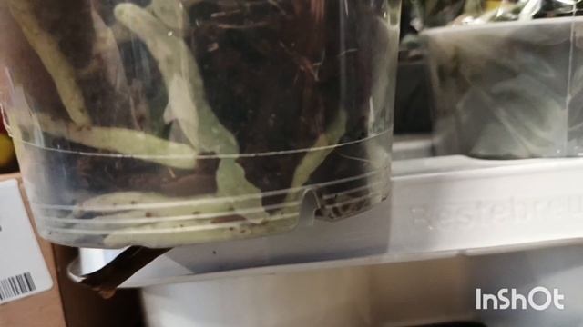 Большой завоз цветов в "Орхидею"/08.04.25/ смотреть онлайн