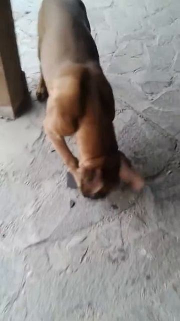 Боксер играэтся