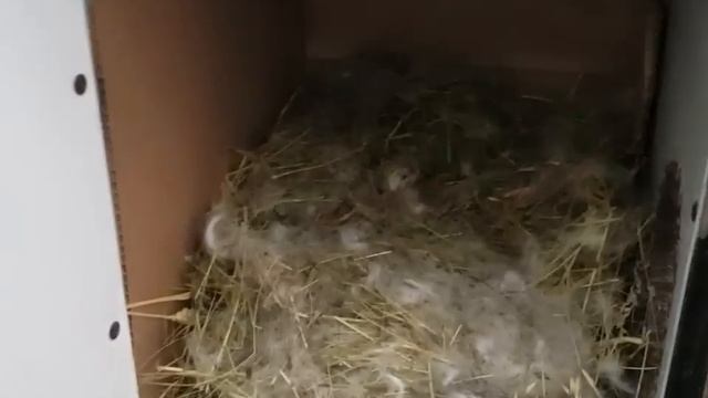 Осенние хлопоты. смотреть онлайн